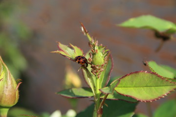wasp on a rose