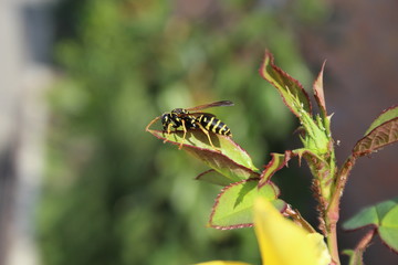wasp on a flower