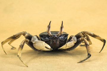 White background Horn-eyed ghost crab Ocypode ceratophthalmus form Phuket Thailand
