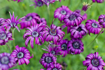group of violet flowers on green background