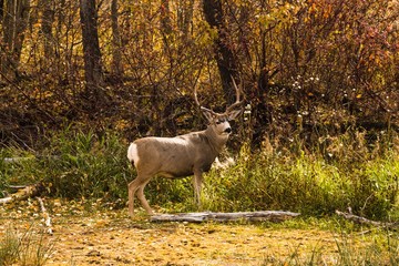 Naklejka na ściany i meble White Tail Deer Buck in Autumn