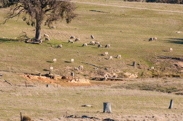 Dry farmland with sheep grazing. Drought in Australia