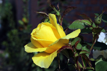 yellow rose on green background