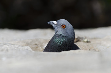 pigeon hidden in a hole in the wall