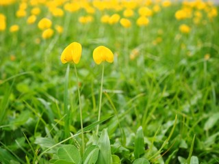 Obraz premium Pinto peanut and scientific name Arachis pintoi. Yellow flowers Originated in Brazil. The name is officially. 
