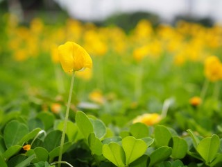 Pinto peanut and scientific name Arachis pintoi. Yellow flowers Originated in Brazil. The name is officially. "Amarillo beans" can be planted instead of lawns.