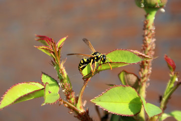 wasp on a flower