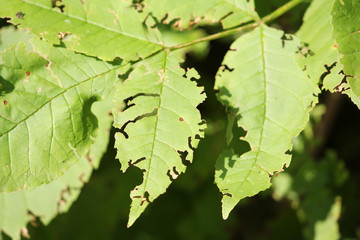 Weevil feeding damage on green leaves of ash