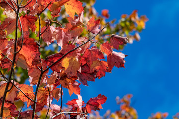 autumn leaves against blue sky