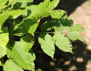 Weevil feeding damage on green leaves of ash