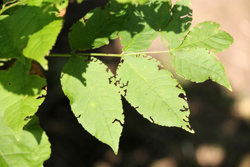 Weevil feeding damage on green leaves of ash