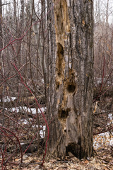 Dead tree with tree hollows
