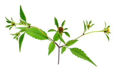 Bidens Frondosa Medicinal Herb Plant. Aslo Known as Devil's Beggarticks, Devil's-Pitchfork, Bootjack, Sticktights, Bur Marigold, Pitchfork Weed, Tickseed Sunflower. Isolated on White Background.