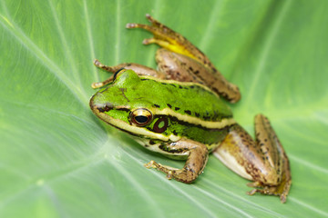 Fototapeta na wymiar Image of paddy field green frog or Green Paddy Frog (Rana erythraea) on the green leaf. Amphibian. Animal.
