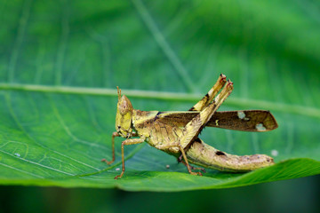 Image of Conjoined Spot Monkey-grasshopper (female), Erianthus serratus on green leaves. Insect Animal