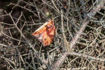 autumn leaf caught on tree branches