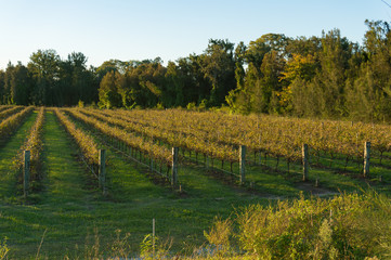 Fototapeta premium Vineyard in autumn with grapevines without leaves