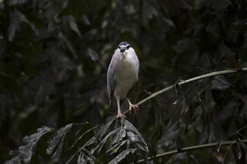 Image of Little Heron (Butorides striatus) on nature background. Bird. Animal.