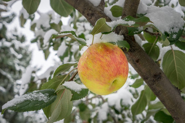 Apple tree branch with one apple
