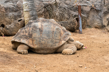 Galapagos giant tortoise (Cheloponoidis elephantopus) is crawling on the ground.