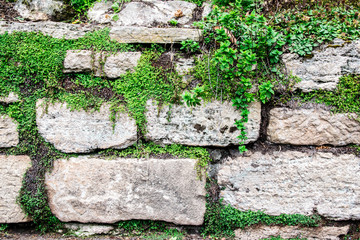 Stone and plant wall background