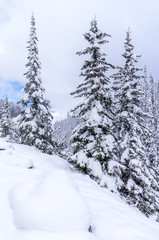 Fresh Snow on Branches of Evergreens 