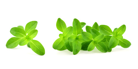 Thyme (Thymus) Spice Plant Twig. Isolated on White Background.