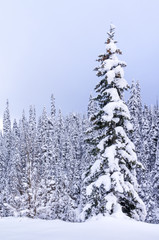 Fresh Snowfall on Mountain Trees