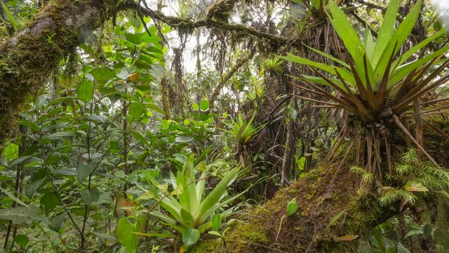 Interior of humid montane rainforest with bromeliads, moss and other epiphytes. In the  Rio Quijos Valley in the Amazonian foothills of the Andes, Ecuador.