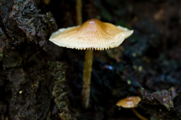 Fototapeta premium Mushroom