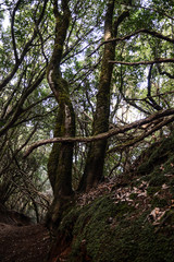 Anaga national park vegetation