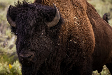 Fototapeta premium Bison in Yellowstone National Park's Lamar Valley