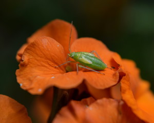 Capsid bug