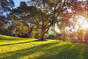 Urban park with large trees and skyscrapers on the background
