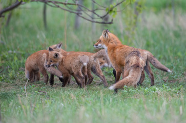 Fototapeta premium Red fox family