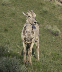 Mountain Goat