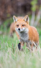 Red fox family