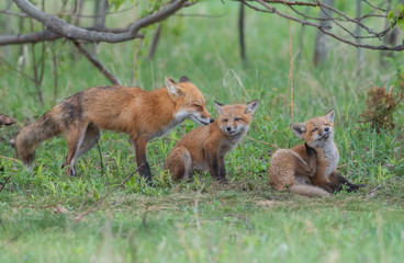Naklejka na ściany i meble Red fox family