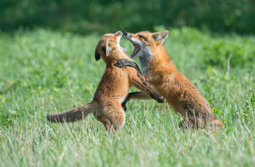 Red fox family