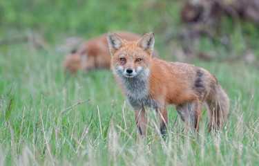 Fototapeta premium Red fox family