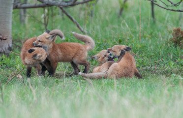 Red fox family