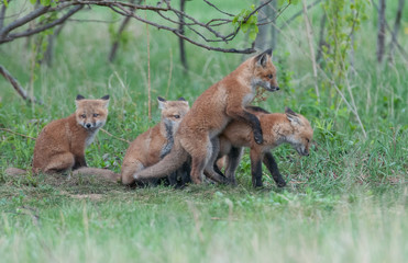 Red fox family