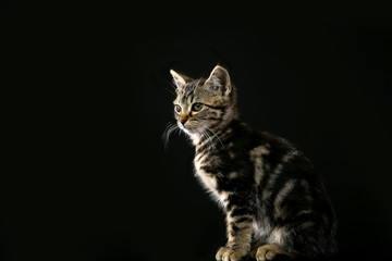 Fototapeta na wymiar cat on black background