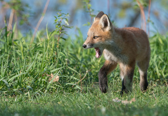Red fox family