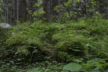 fern in the woods
