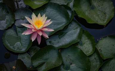 Lily and Pads