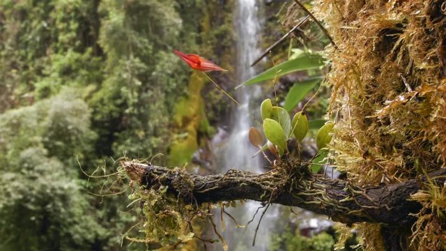 Micro-Orchid (Lepanthes pastoensis) flowering in Andean cloudforest. A waterfall in the background. The leaves are 1cm in length. At 3,000m altitude in the Rio Pita Valley near Quito, Ecuador.