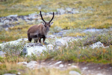 reindeer grazing in nature