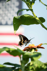 American Butterfly Dreams