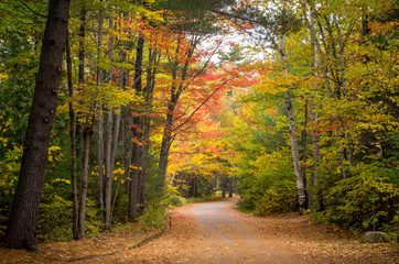 Obraz premium Roadway Through Colorful Autumn Forest